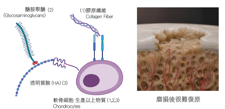 軟骨放鬆與吸收營養的示意圖